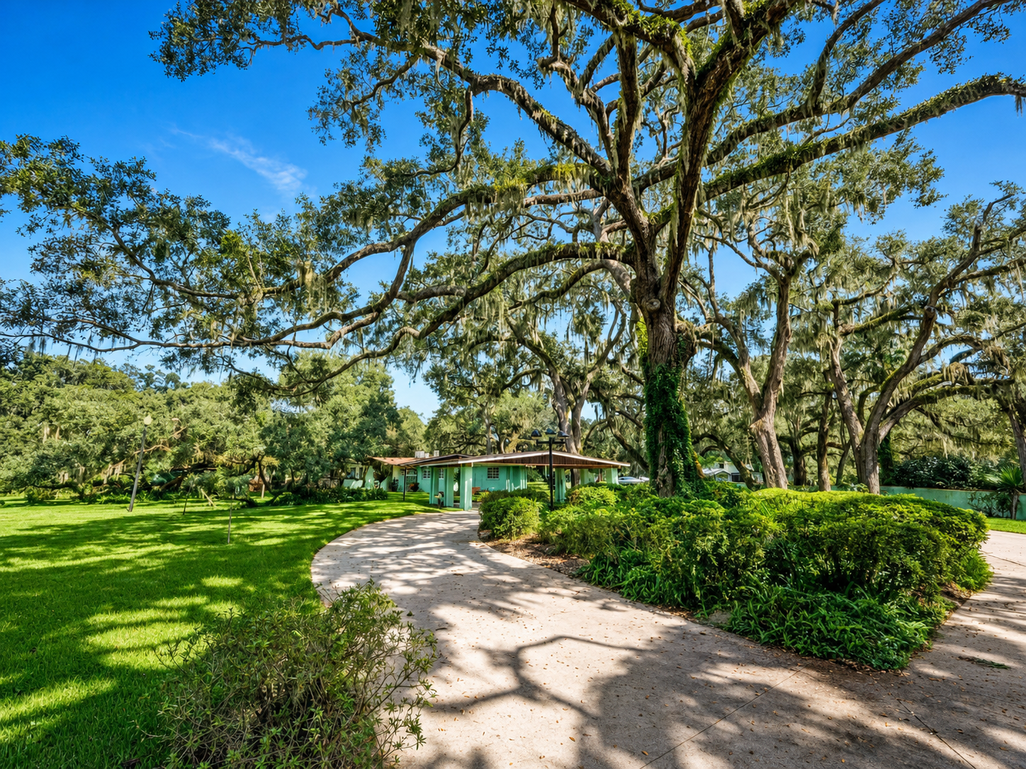 Ancient Oak Trees 2